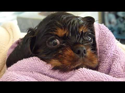 YouTube video about: How long do dogs shiver after bath?