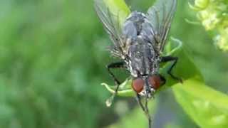 Flesh Fly - Scathophaga - Hræbokka - Hræfluga - Maðkafluga - Skordýr