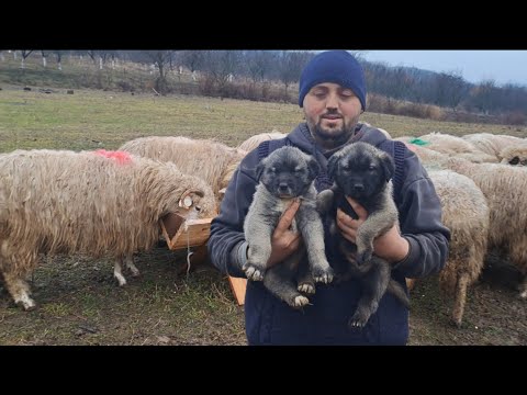 IONUȚ PĀDUREAN, A YOUNG MAN WITH BIG AMBITIONS. HOW DID HE REALIZE THAT HE COULDN'T LIVE WITHOUT ...