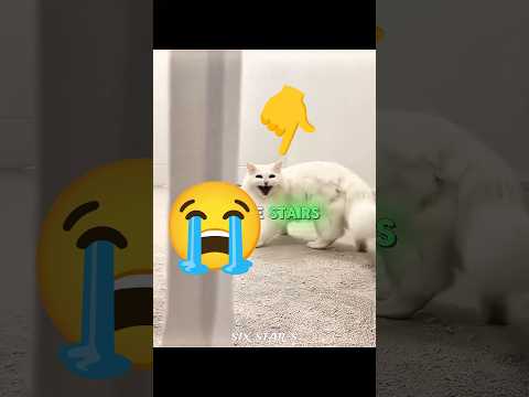 Deaf Cat Still Knows When Her Owner Comes Home 🐱❤️