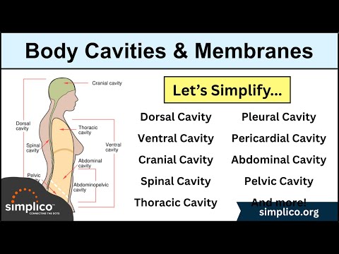 Body Cavities and Membranes: Drawn and Defined [Anatomy Physiology]