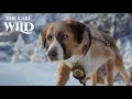 The Call Of The Wild Movie Explained In Hindi Urdu Adventure Fantasy Film Summarized हिन्द