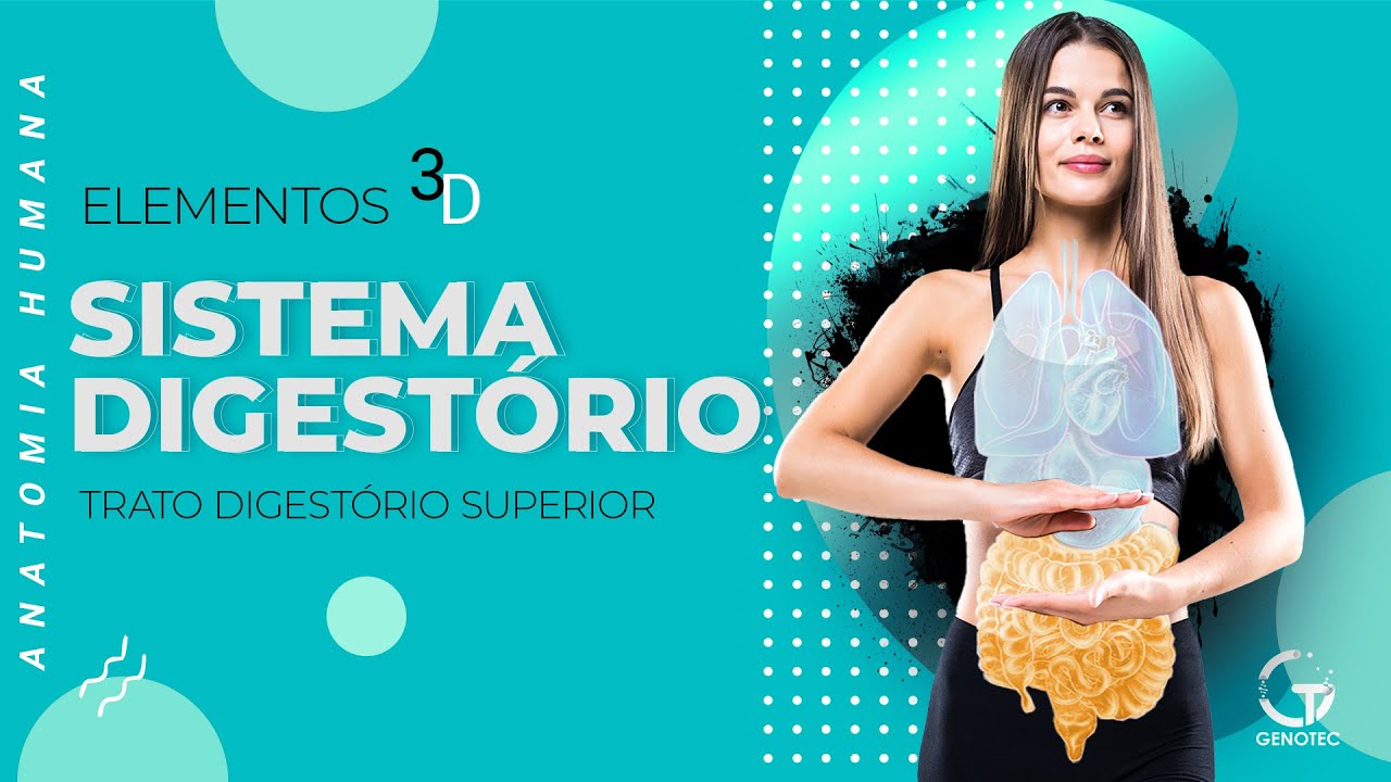 Anatomia Humana. Sistema Digestório - Trato Digestório Superior