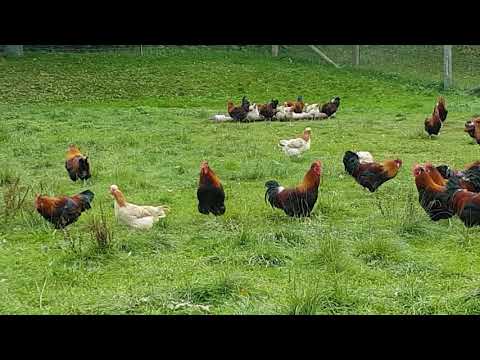 So lebt sich´s als Sulmtaler Weidehuhn in der Hausmühle im Waldviertel