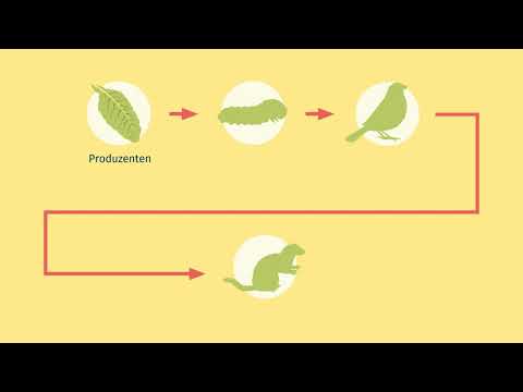 Nahrungskette und Nahrungsnetz einfach erklärt | sofatutor