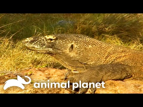 Steve And The Komodo Dragon | The Crocodile Hunter | Animal Planet