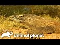 Steve And The Komodo Dragon The Crocodile Hunter Animal Planet