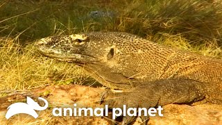 Steve And The Komodo Dragon | The Crocodile Hunter | Animal Planet