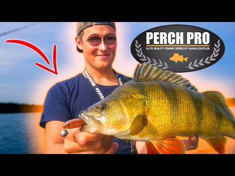 Perch Pro Trainingstag + Trailer Perch Pro 6 | Team Galant