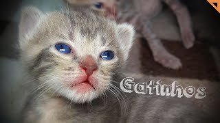 CRESCIMENTO DOS GATINHOS DOS 13 AOS 24 DIAS DE VIDA 🐈
