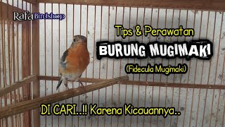 Download lagu TIPS DAN PERAWATAN HARIAN BURUNG MUGIMAKI mp3