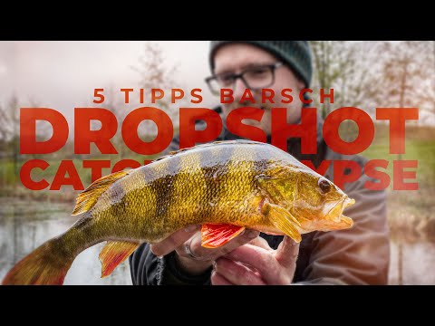 WIE ANGELT MAN BARSCH? - Mit Dropshot zum Erfolg - 5 TIPPS