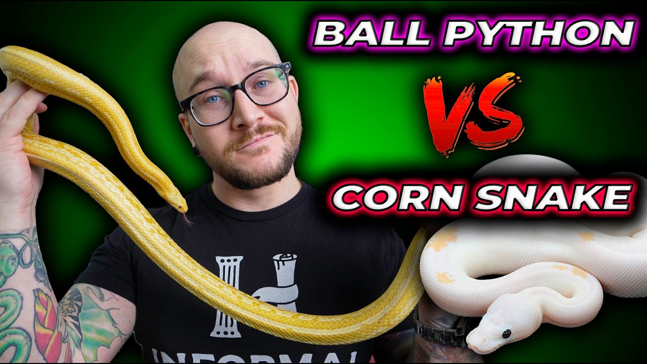 Ball Python vs Corn Snake, The Best Pet Snake?