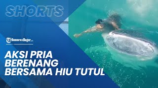 Video Aksi Seorang Pria Berenang Bersama Hiu Tutul Berukuran Besar di Laut Sambil Memberi Makan