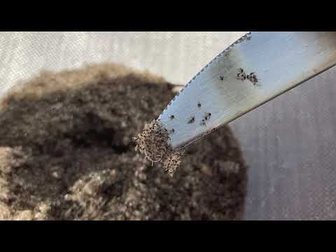 One month's worth of Scottish Midges in a bowl
