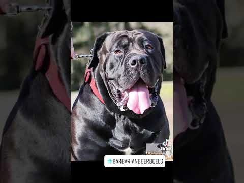 Barbarian Boerboels - How Legends are Made