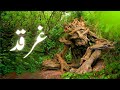 Gharqad Tree Plantation In Israel Gharqad Ka Darakht Tree Of Jews Zr Urdu Official