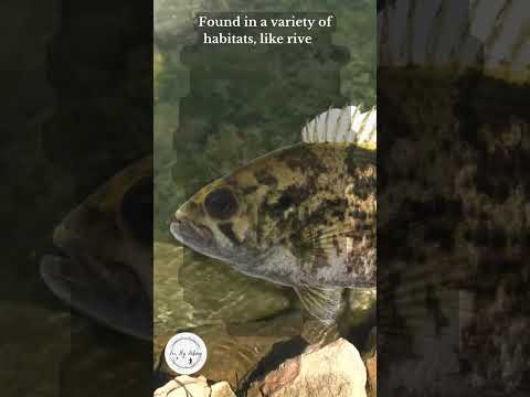 What is a Rock Bass?