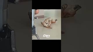 Mira lo que hizo este perrito en un HOSPITAL 😱😱 #viralvideo