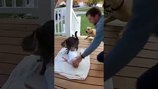 “Protective Dad Saves the Day — A Split Second Away from Disaster!” #dog #youtube