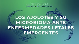 Los ajolotes y su microbioma ante enfermedades letales emergentes