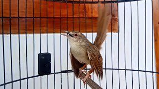 Download lagu Cigun GACOR ngamuk tak terkendali mp3