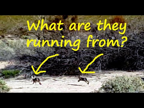 Jack Rabbits are Running Las Vegas' Sunset Park