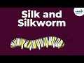 Silk and Silkworm | Fibre to Fabics | Don't Memorise
