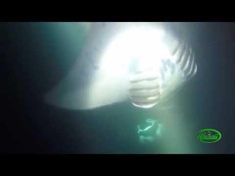 Manta Ray Snorkeling thumbnail