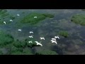 Алевтина Егорова "Птицы белые" 