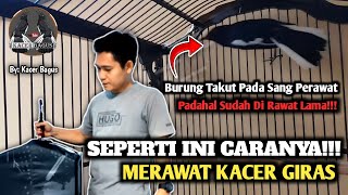 Download lagu Kacer Giras || Giras Karakter Atau Giras Salah Rawatan || Kacer Buka Ekor Bongkar Materi On Konslet mp3