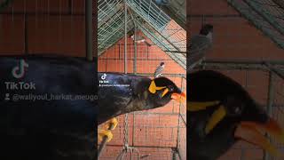 Download lagu Beo Aceh Presiden 2024 Pak Jokowi#shoerts mp3