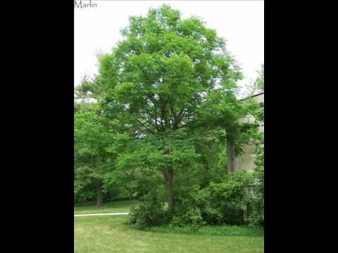 Brook Benton -  The Kentuckian Song