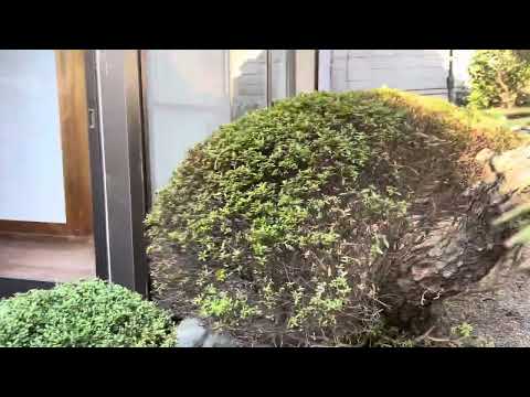 jardin-japonais-bonsaï-conifère-pot-morceau-roche