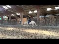 Caballo castrado Quarter Horse En venta 2021 Cremello por AR ROCK STAR