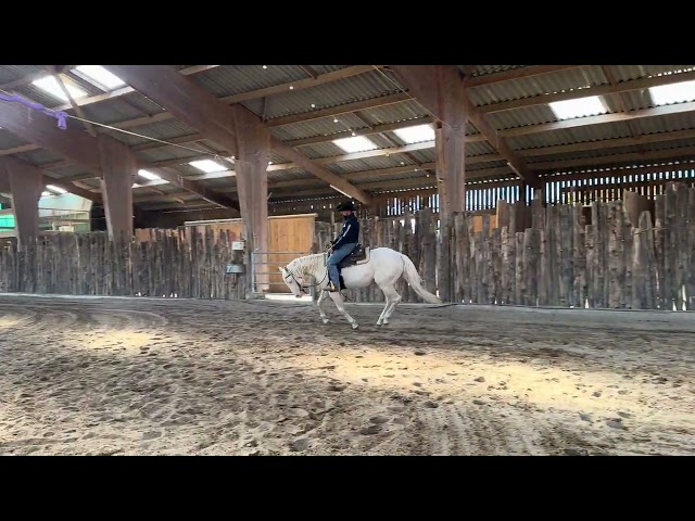 Caballo castrado Quarter Horse En venta 2021 Cremello por AR ROCK STAR