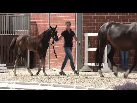 Hengstfohlen von Total Hope *16.04.2023*