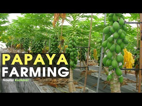 WOW! Amazing Agriculture Technology Papaya