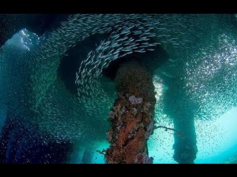 Diving King Cruiser Wreck | Phuket Scuba Day Trips Wreck Diving HD Video by Freedom Divers Phuket