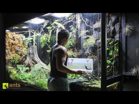 I Added a Baby Crocodile Into My Giant Rainforest Vivarium