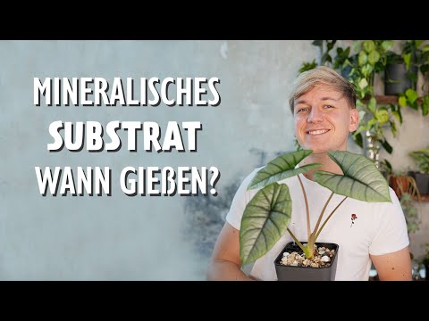 Wann musst du mineralisches Substrat gießen? Dieser Trick hilft dir 💡