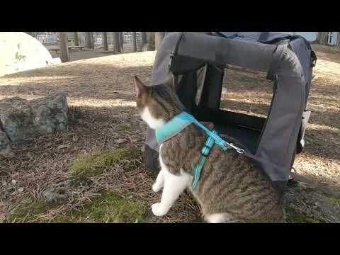 Freddie von Stumpy checking those birdybirds