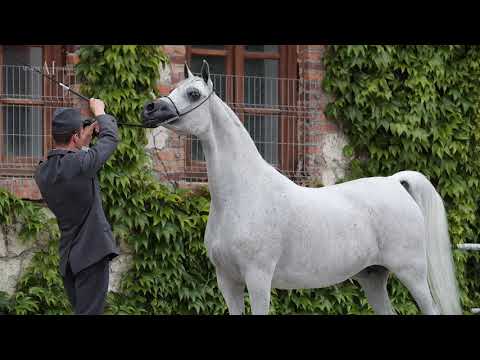 PRIDE OF POLAND 2021 LOT 6. EMANDORISSA (Abha Qatar x Emanda / Ecaho)