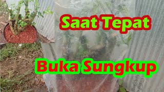 Download lagu Proses Buka Sungkup Pada Bakalan Bonsai Serut (Streblus asper) #serut #bahanbonsaiserut #bukasungkup mp3