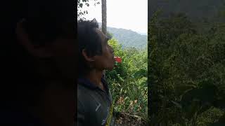 Download lagu Suara Burung Elang Hitam mp3 Download lagu Suara Burung Elang Hitam mp3