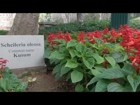 kusum flowers 💮 #flowers #kusum #viral #trending