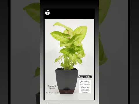 Chatura 1412 (4'7 Inch) Indoor Planter