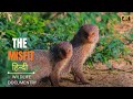 THE MISFIT हिन्दी डॉक्यूमेंट्री Wildlife Documentary In Hindi