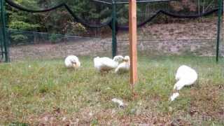 Ming fighting with Daphni and Faith 2012 09 29 06 34 58