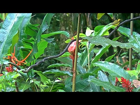 Panama Fruit Feeder New Cam Species: Hooded Warbler – Oct. 7, 2020